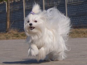 Hubertus - O Maltańczykach