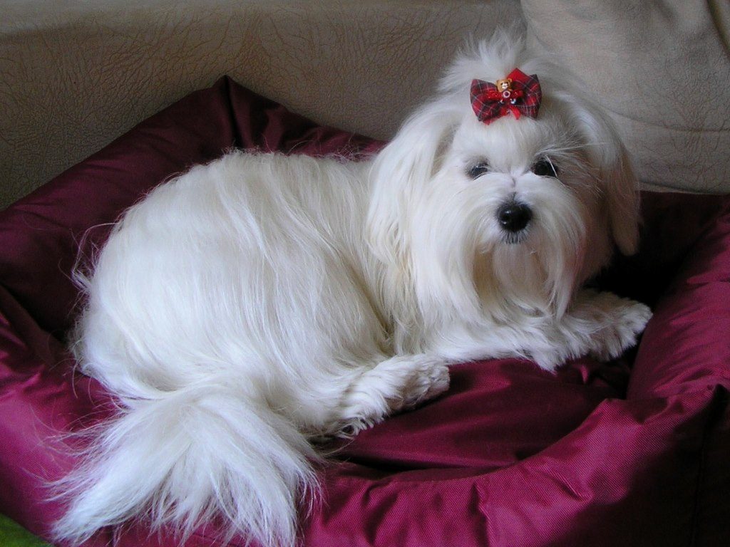 Akela - O Maltańczykach