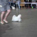 Krajowa wystawa psów 9. grupy FCI