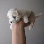 Szczeniaki - Z Śląskiej Ziemi