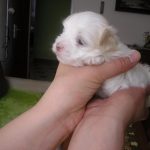 Szczeniaki - Z Śląskiej Ziemi