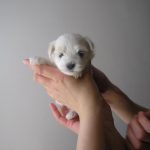 Szczeniaki - Z Śląskiej Ziemi