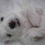 Szczeniaki - Z Śląskiej Ziemi