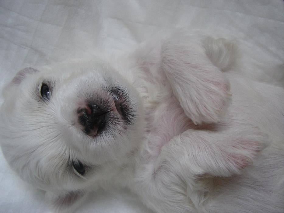 Szczeniaki - Z Śląskiej Ziemi