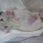 Szczeniaki - Z Śląskiej Ziemi