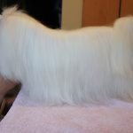 Krajowa wystawa II, IV, V, IX, X Grupa FCI