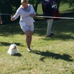 Krajowa wystawa II, IV, V, IX, X Grupa FCI