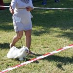 Krajowa wystawa II, IV, V, IX, X Grupa FCI