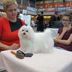 XX Międzynarodowa wystawa psów rasowych