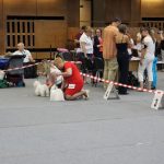 XX Międzynarodowa wystawa psów rasowych