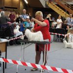 XX Międzynarodowa wystawa psów rasowych