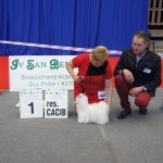 XX Międzynarodowa wystawa psów rasowych