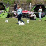 47. Krajowa wystawa psów rasowych