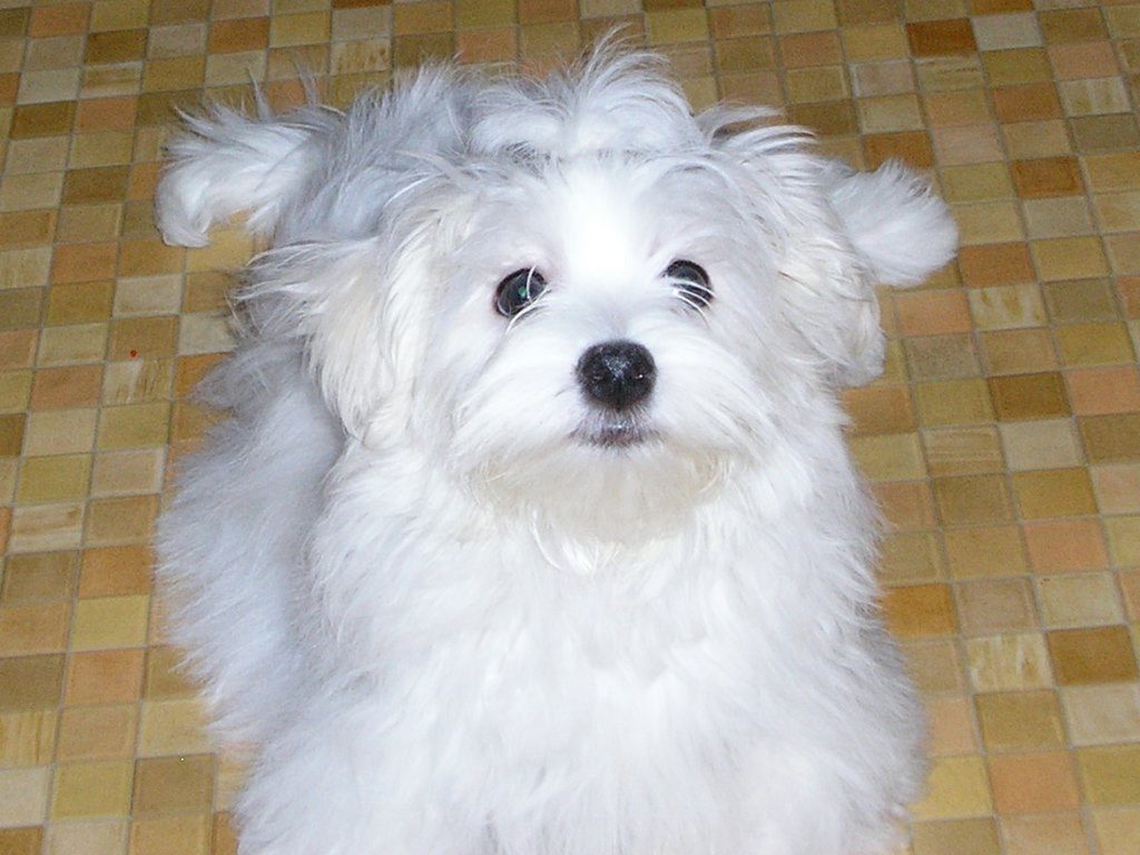 Akela - O Maltańczykach