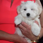 Ojciec Hubertus Gra – Afra Poland Matka Carlotta – Z Śląskiego Radlina