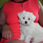 Ojciec Hubertus Gra – Afra Poland Matka Carlotta – Z Śląskiego Radlina